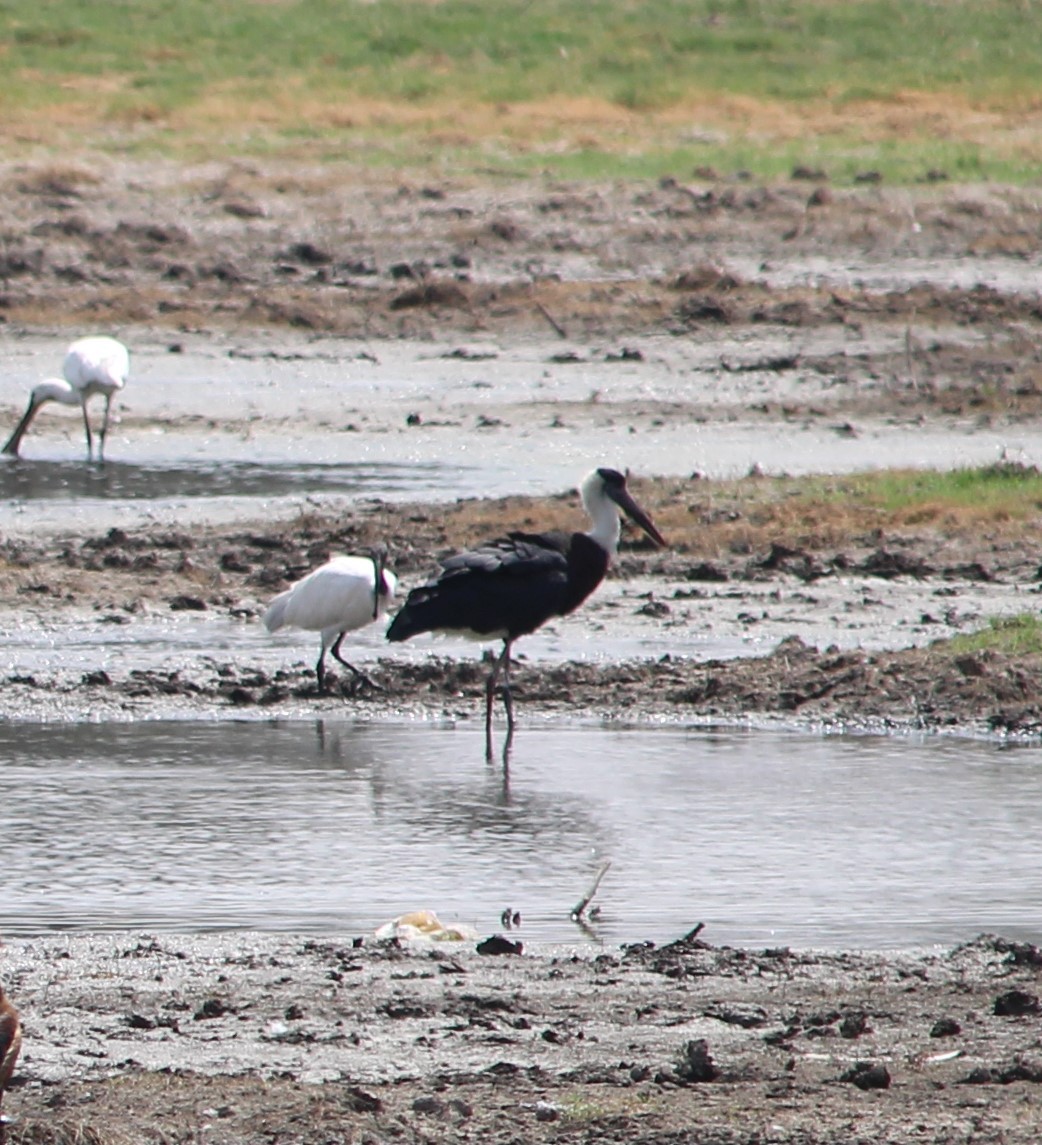 Asian Woolly-necked Stork - Deepak Meena