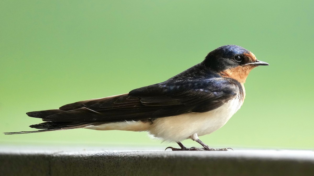 Barn Swallow - Sunil Thirkannad