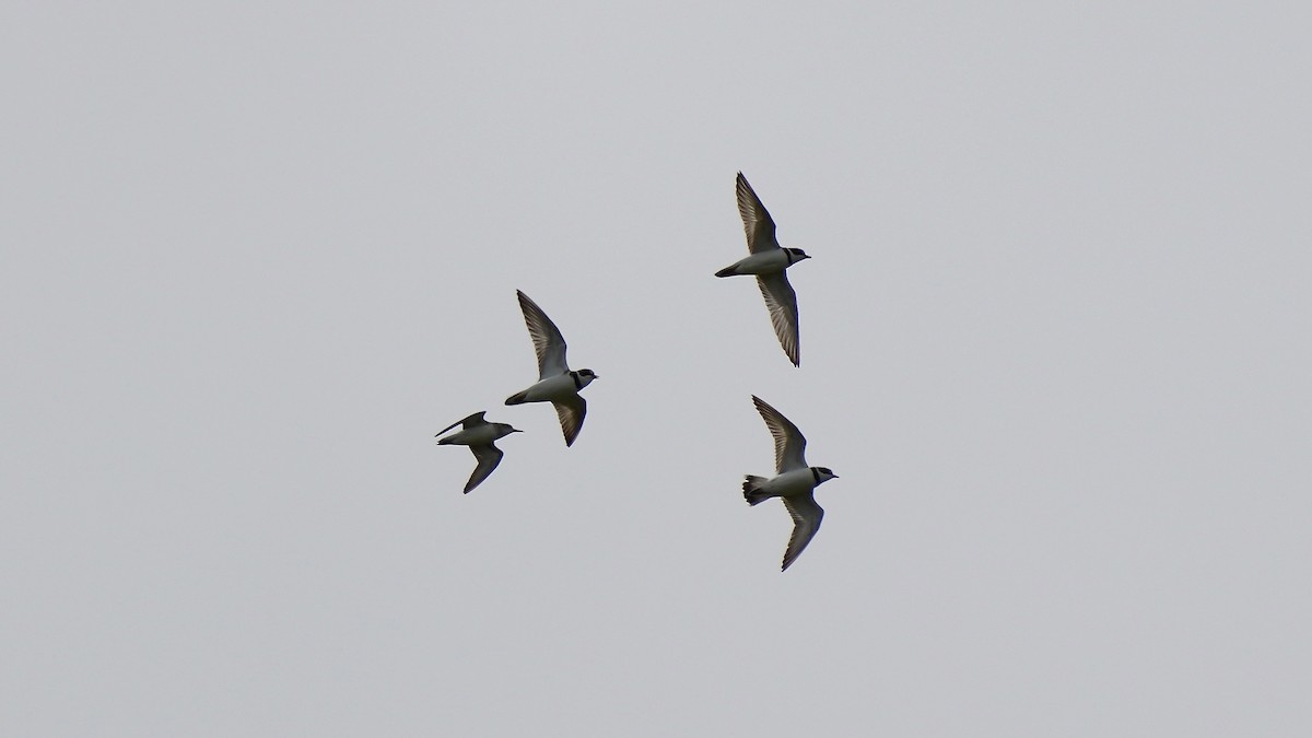 Semipalmated Plover - Sunil Thirkannad