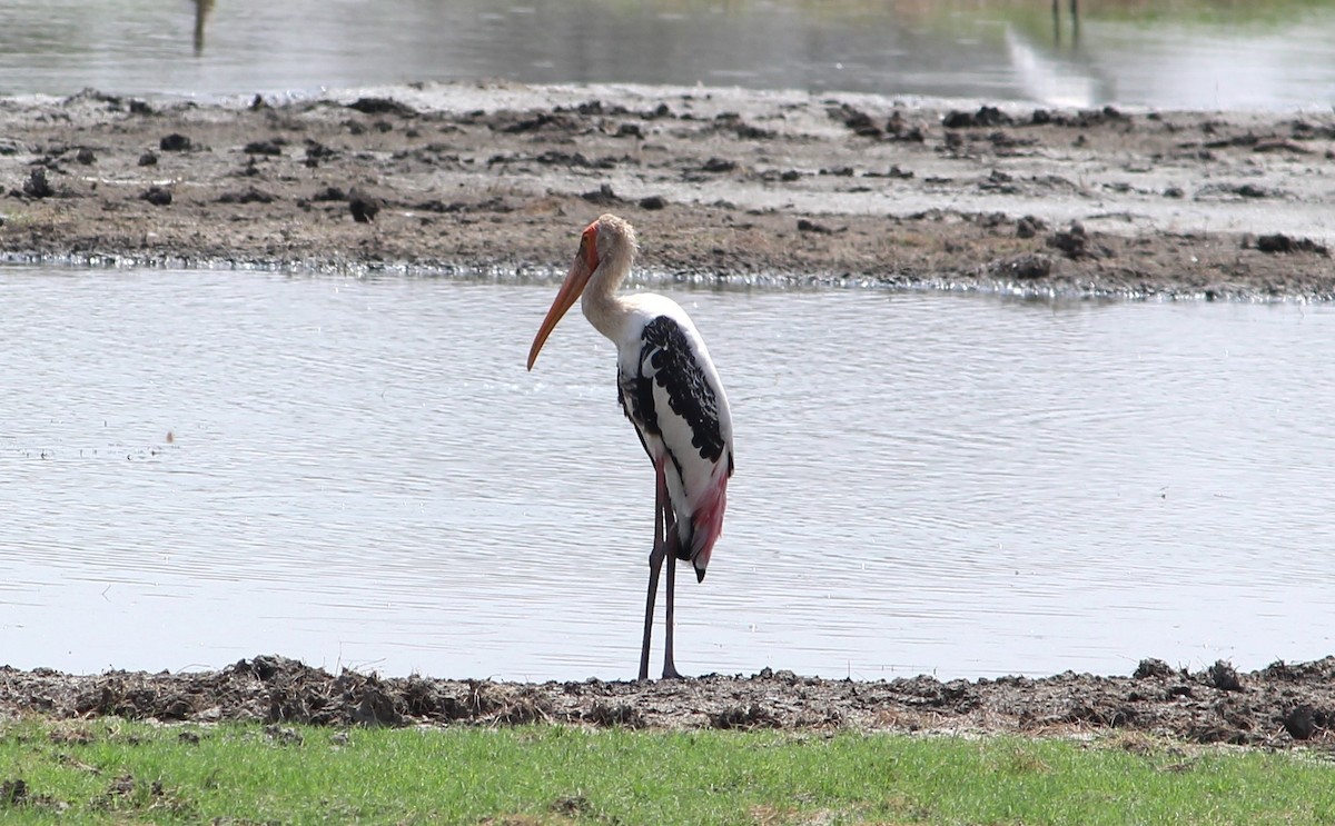 Painted Stork - ML619663870