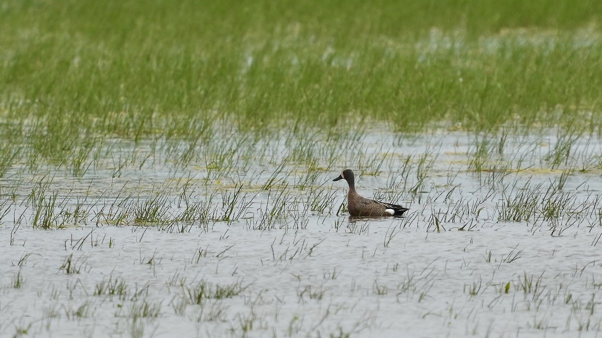 Blue-winged Teal - Sunil Thirkannad