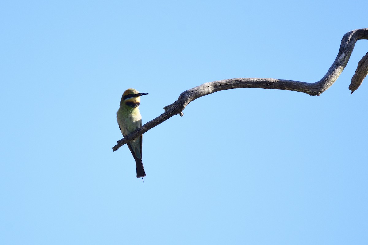 Rainbow Bee-eater - Ken Crawley