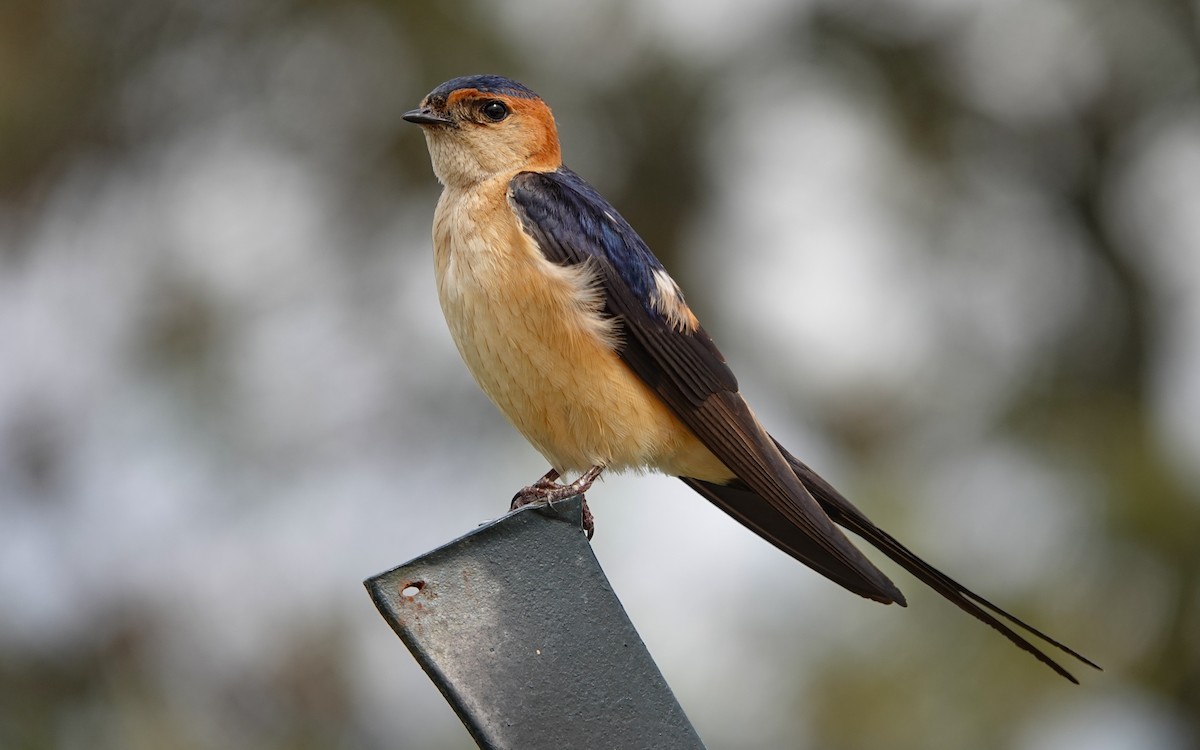 European Red-rumped Swallow - Luís Lourenço
