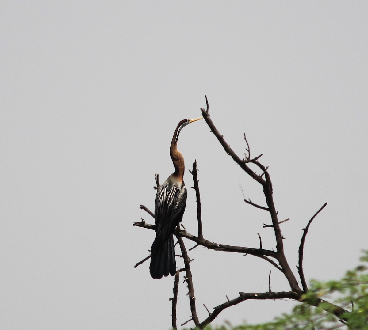 anhinga indomalajská - ML619663879