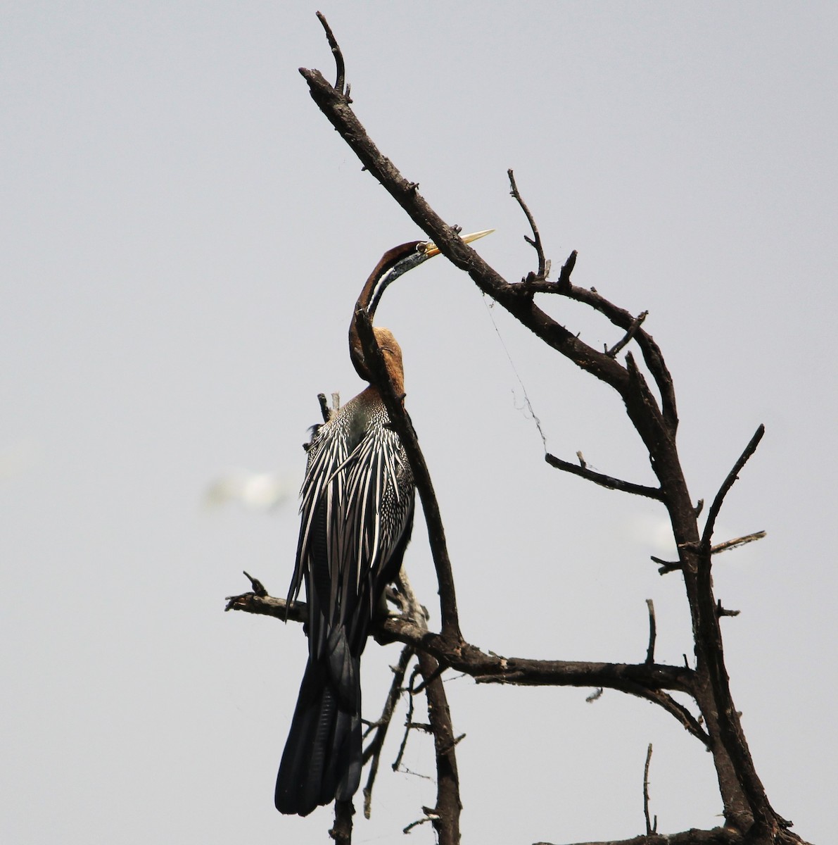 Anhinga Asiática - ML619663881