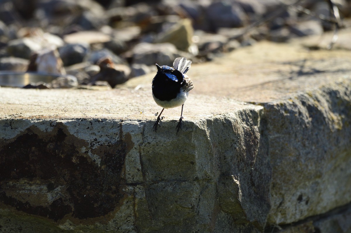 Superb Fairywren - Ken Crawley