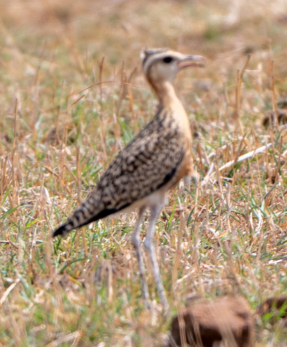 Indian Courser - ML619663888