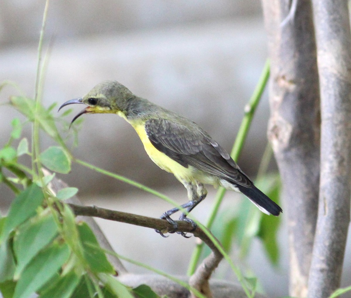 Purple Sunbird - Deepak Meena