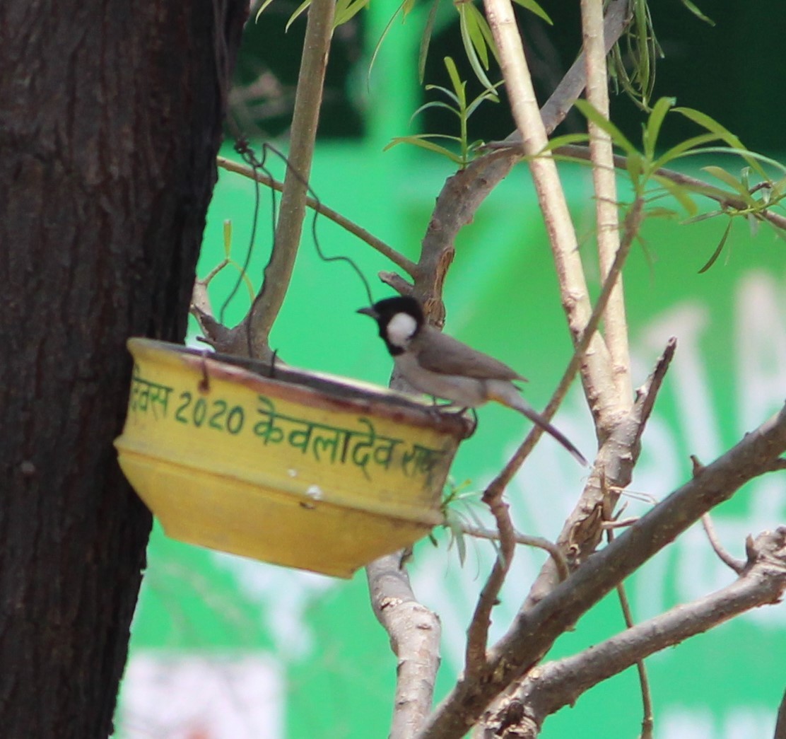 White-eared Bulbul - ML619663901