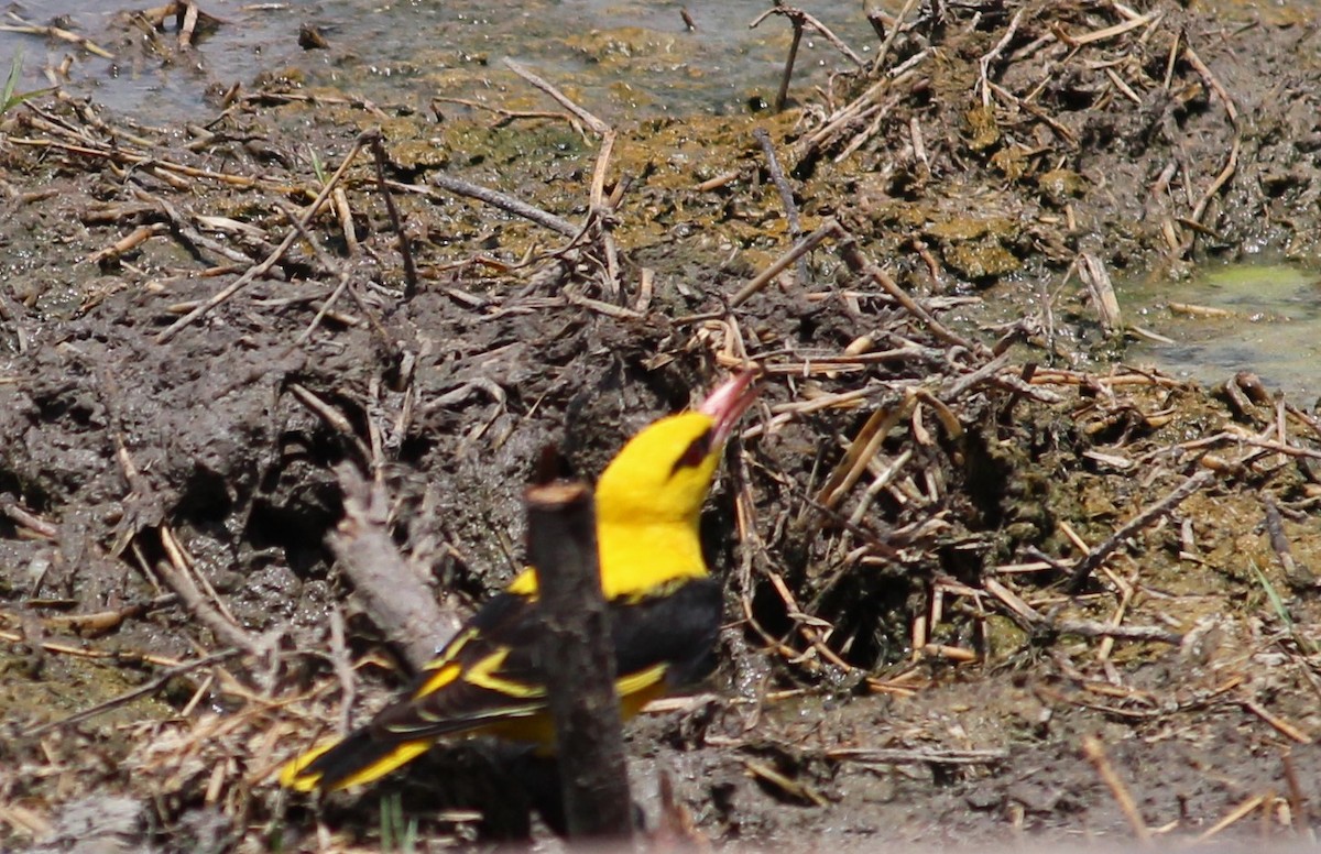 Indian Golden Oriole - Deepak Meena