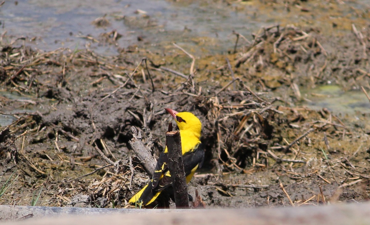 Indian Golden Oriole - Deepak Meena