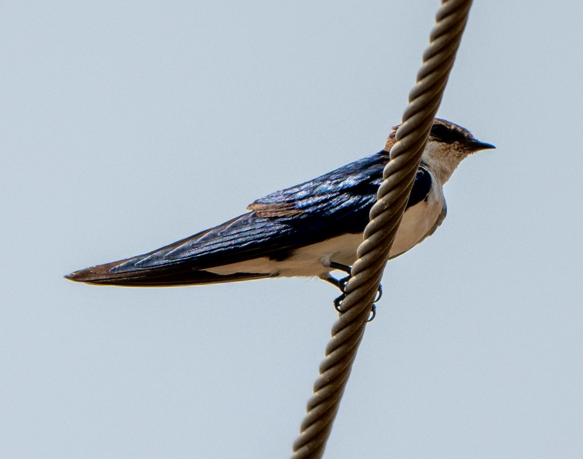 Wire-tailed Swallow - ML619663920