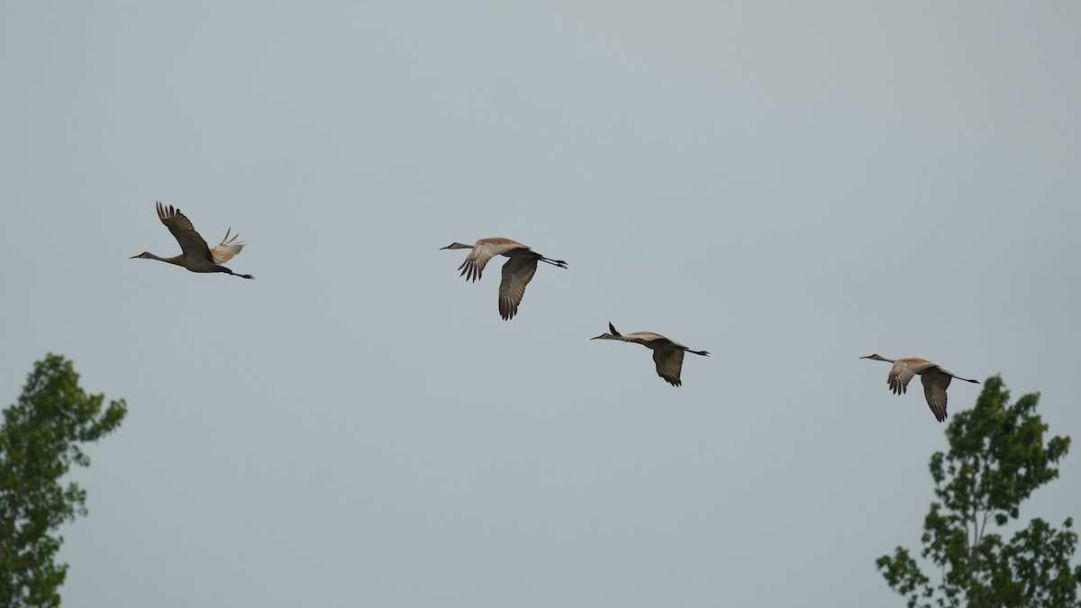 Sandhill Crane - Sunil Thirkannad