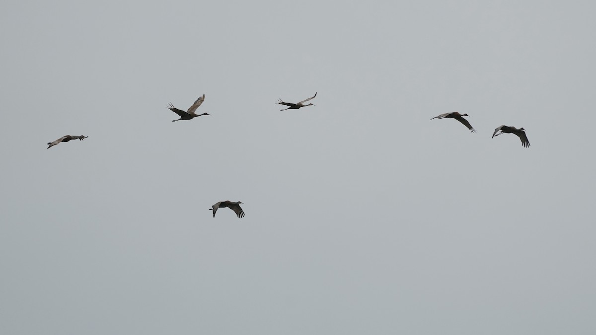 Sandhill Crane - Sunil Thirkannad