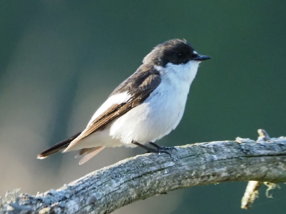 European Pied Flycatcher - ML619663934