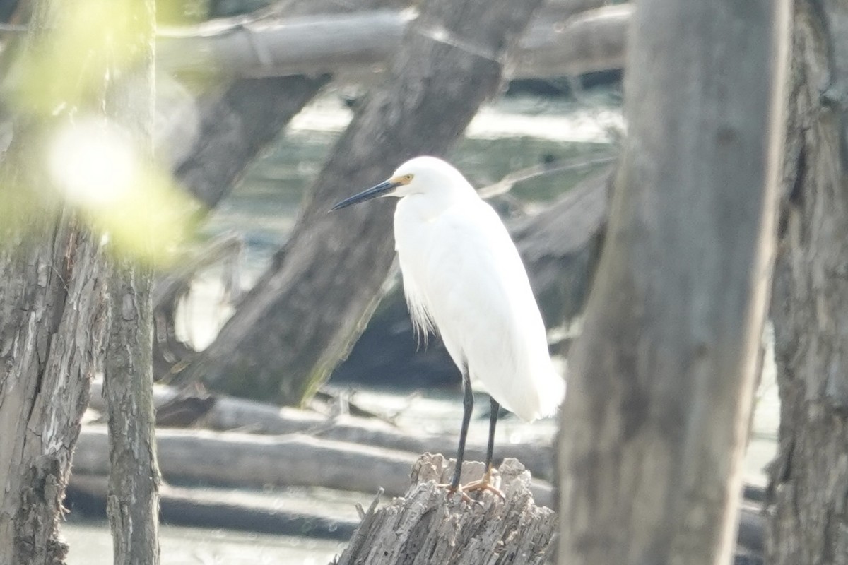 Snowy Egret - ML619663938