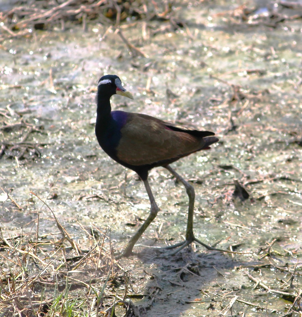 Bronze-winged Jacana - Deepak Meena