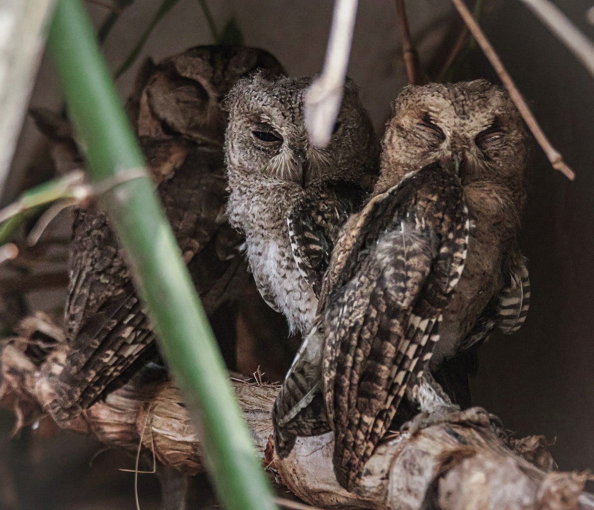 Indian Scops-Owl - Sanjay Gupta