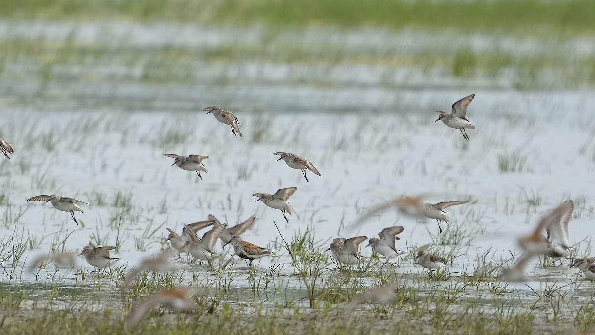 Semipalmated Sandpiper - Sunil Thirkannad