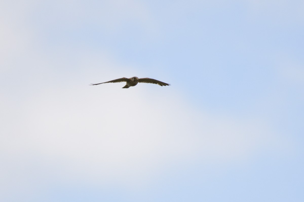 Nankeen Kestrel - Ken Crawley