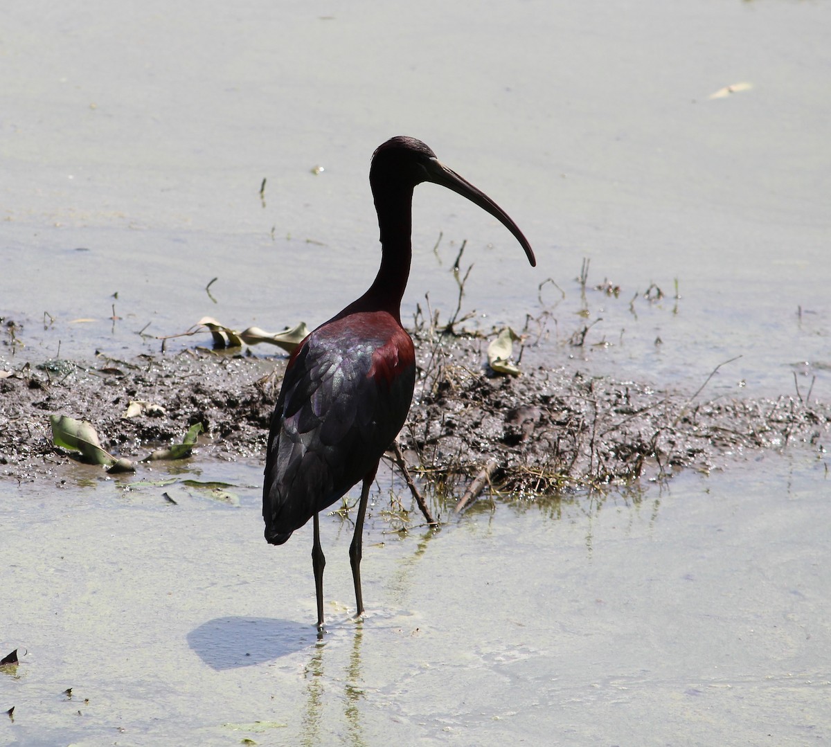 Glossy Ibis - Deepak Meena