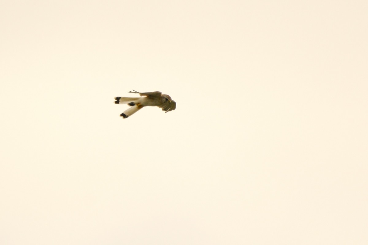 Nankeen Kestrel - Ken Crawley