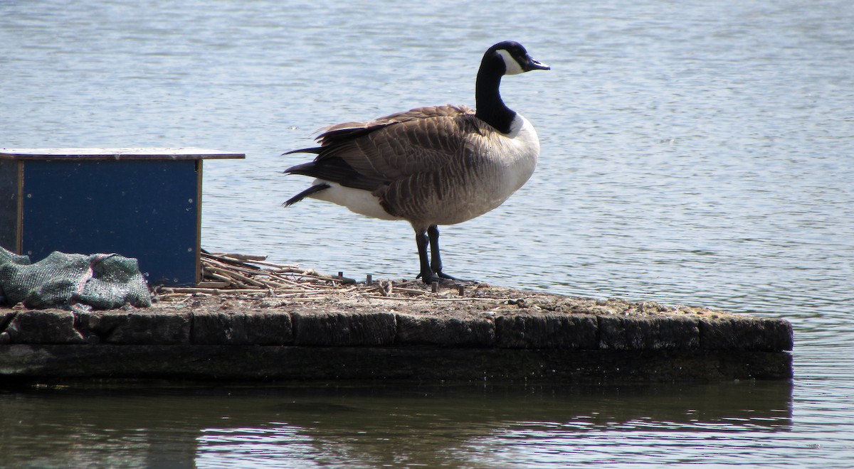 Canada Goose - Peter Milinets-Raby