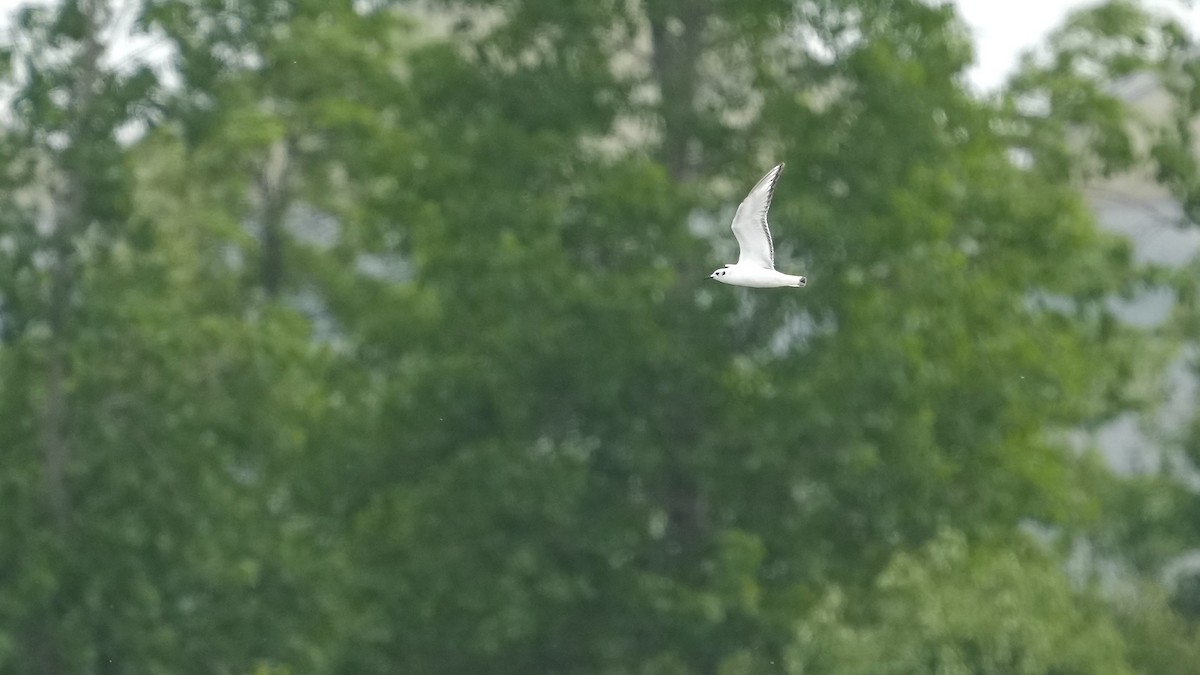 Bonaparte's Gull - Sunil Thirkannad