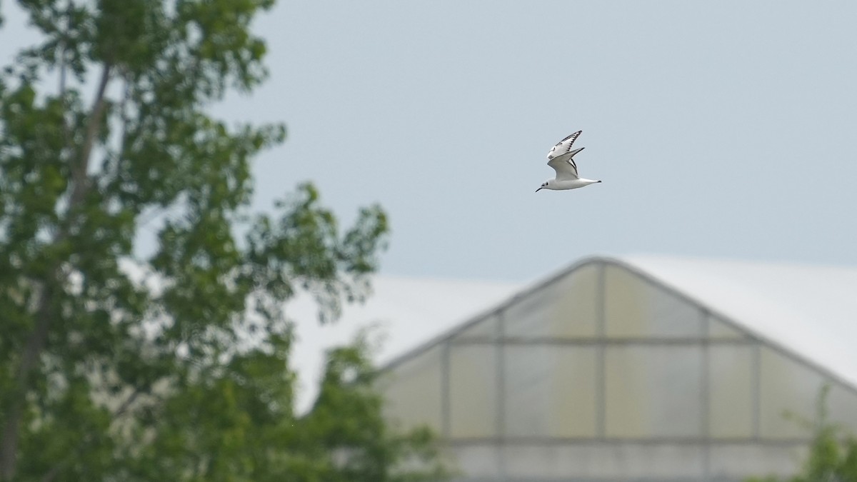 Bonaparte's Gull - Sunil Thirkannad