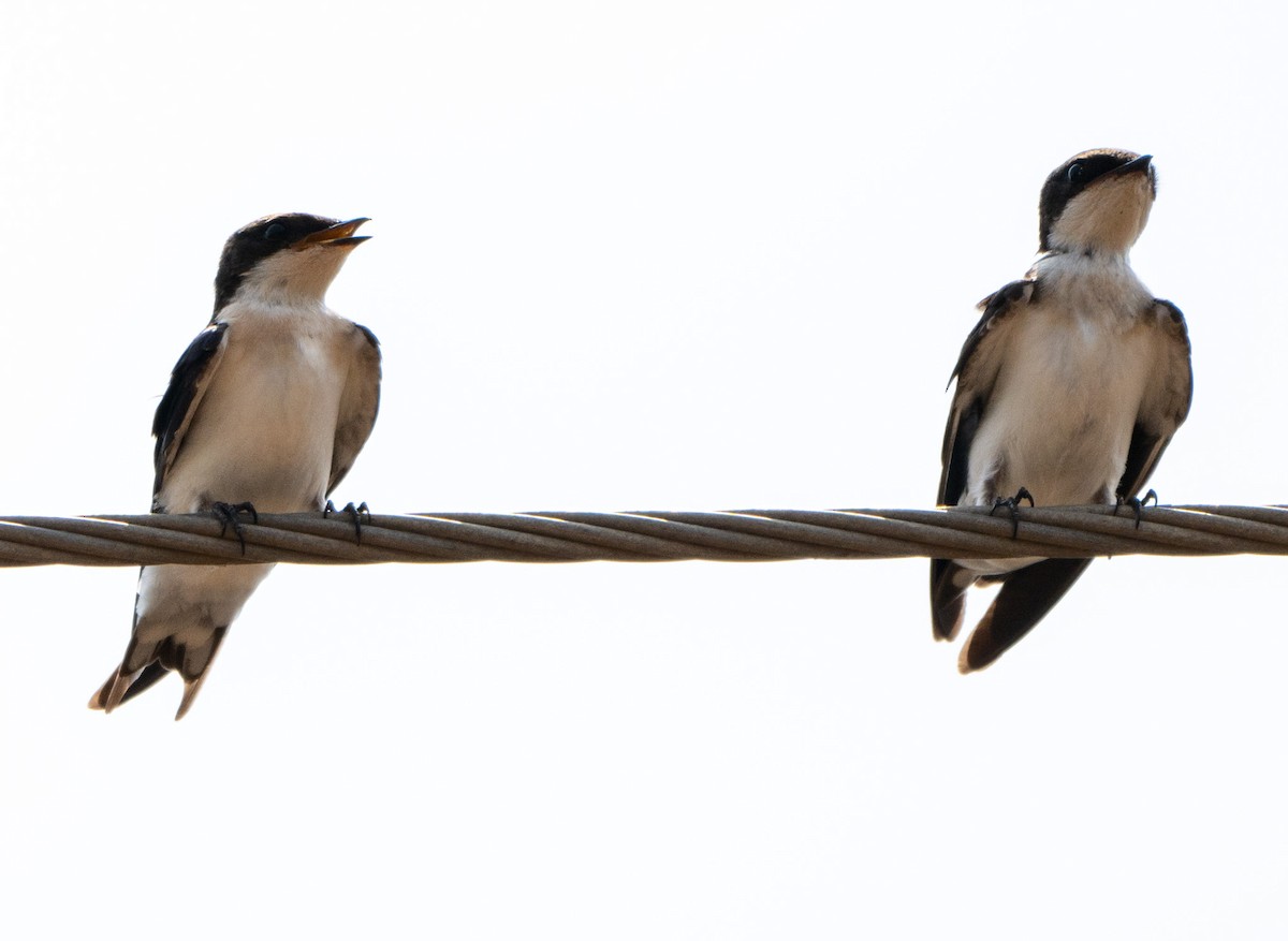 Wire-tailed Swallow - ML619663971