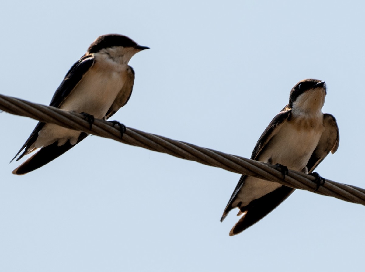 Wire-tailed Swallow - ML619663972