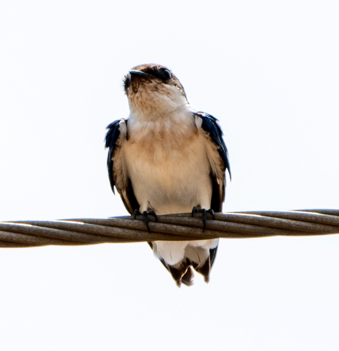 Wire-tailed Swallow - ML619663973