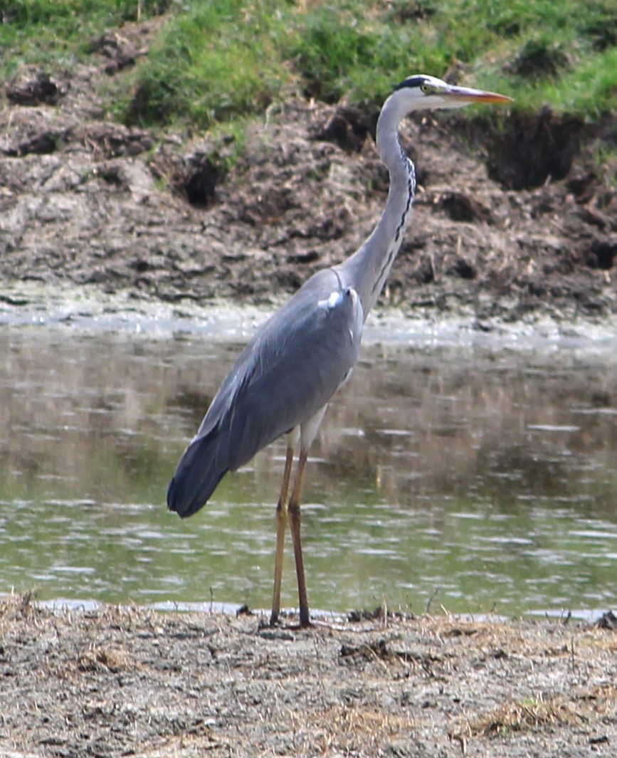 Gray Heron - Deepak Meena