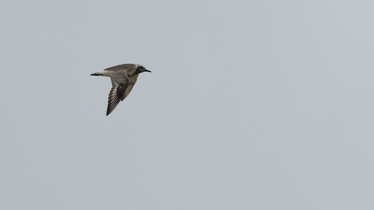 Black-bellied Plover - Sunil Thirkannad