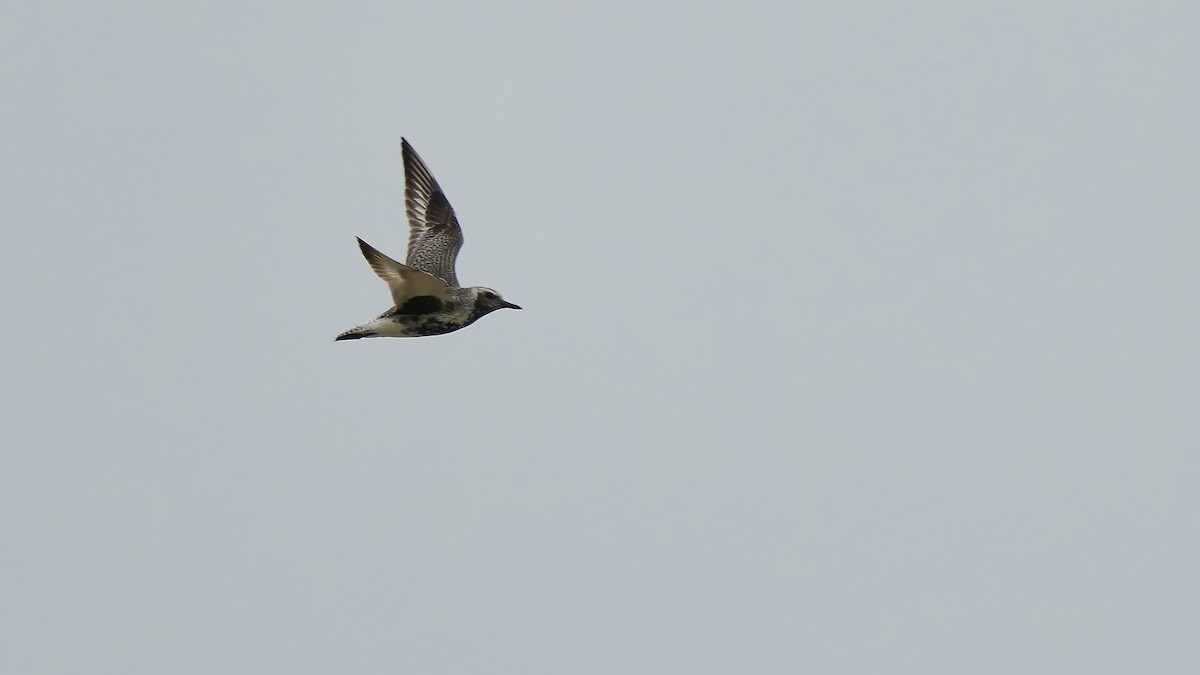 Black-bellied Plover - Sunil Thirkannad