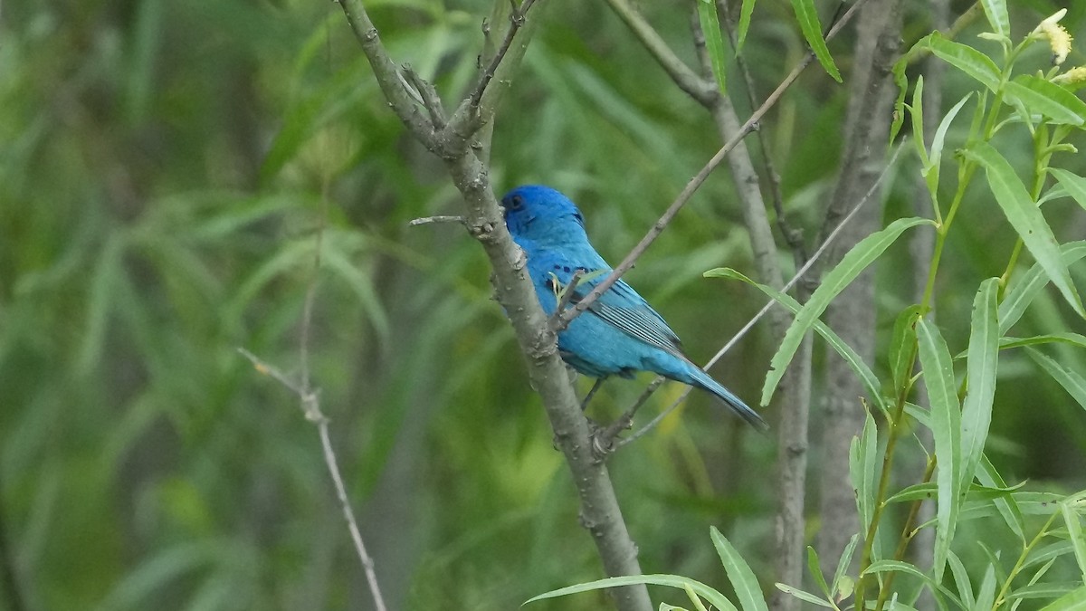 Indigo Bunting - Sunil Thirkannad