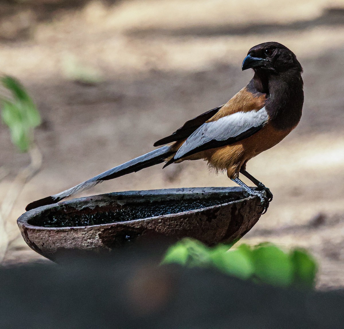 Rufous Treepie - ML619663997