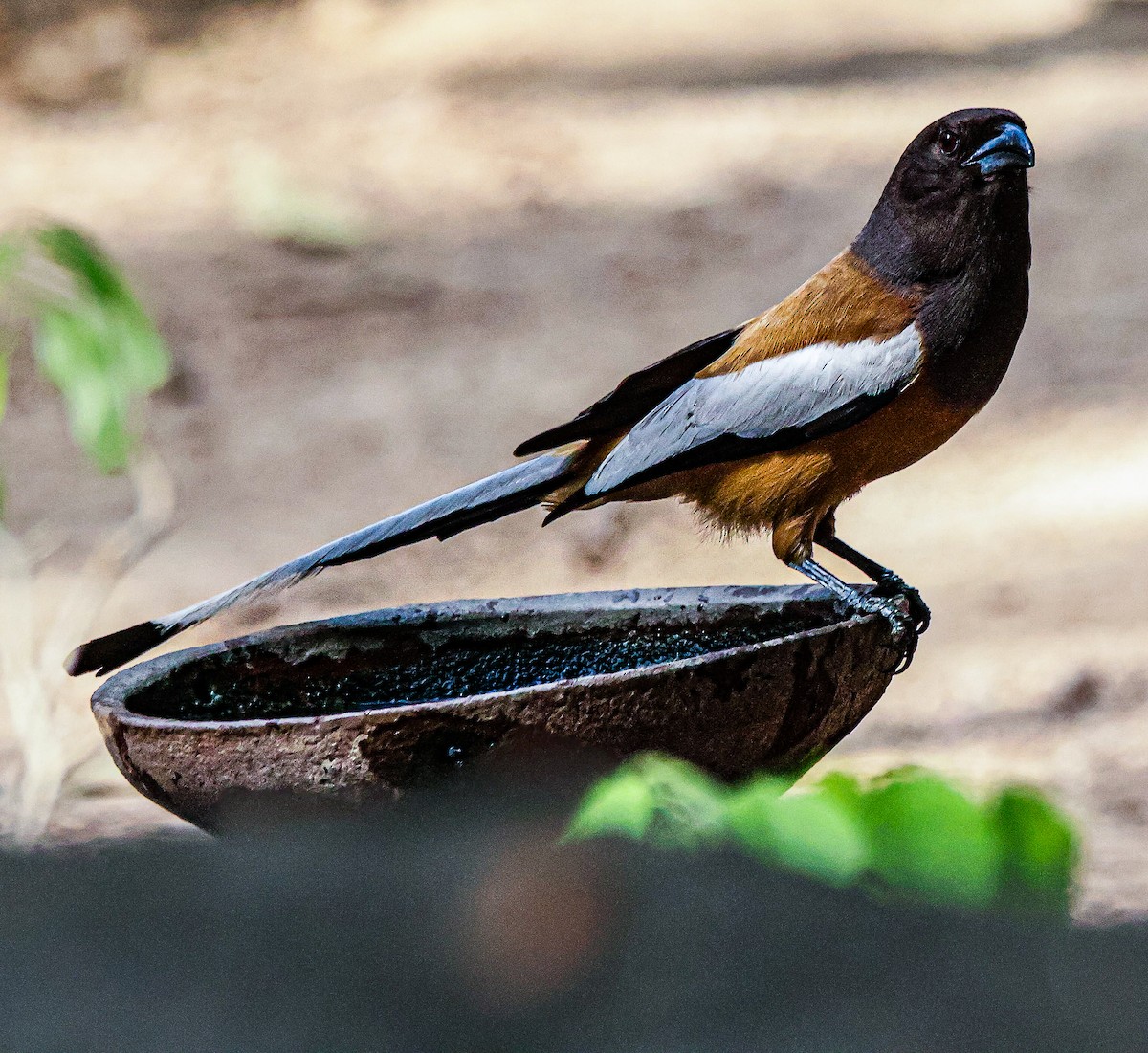 Rufous Treepie - ML619663998