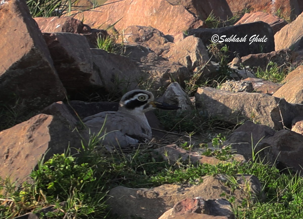 Indian Thick-knee - SUBHASH GHULE