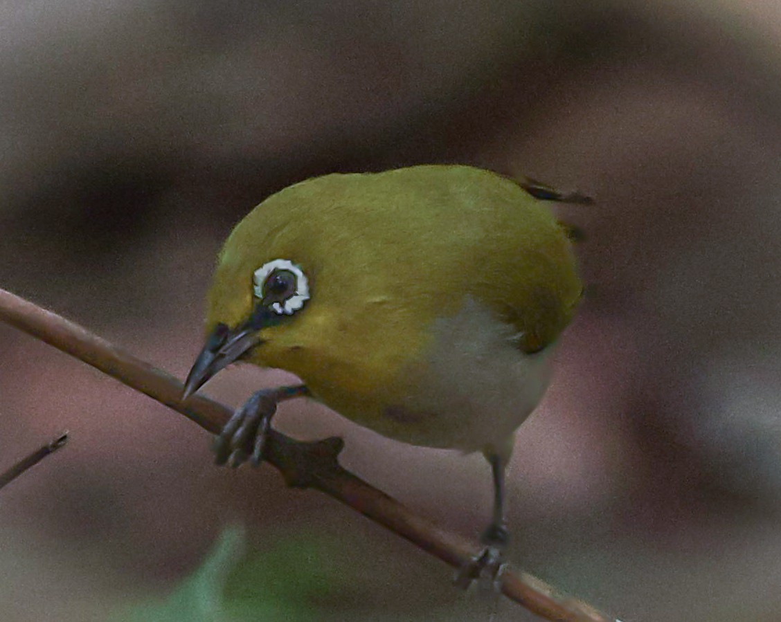 Indian White-eye - Sanjay Gupta