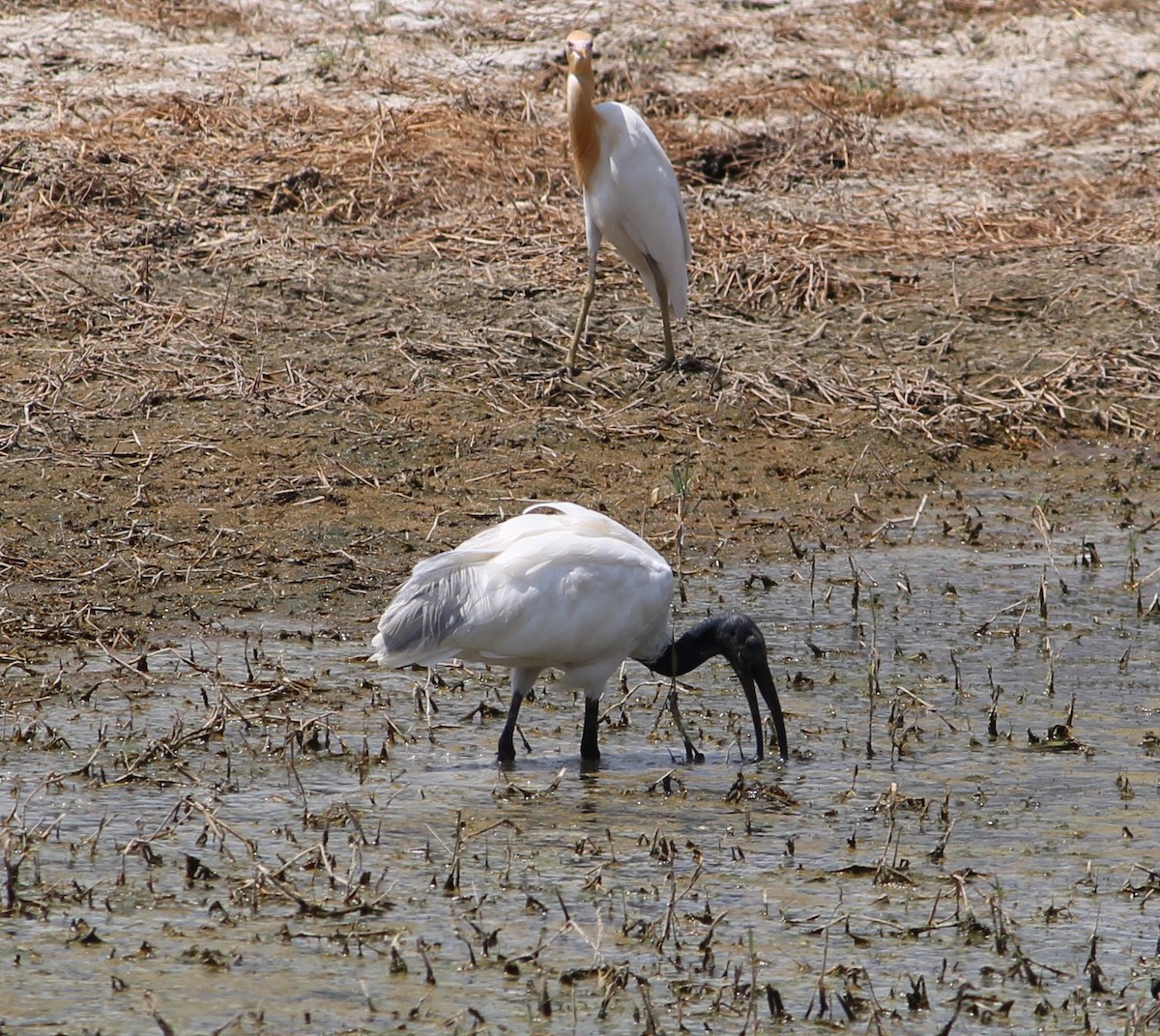 Black-headed Ibis - Deepak Meena