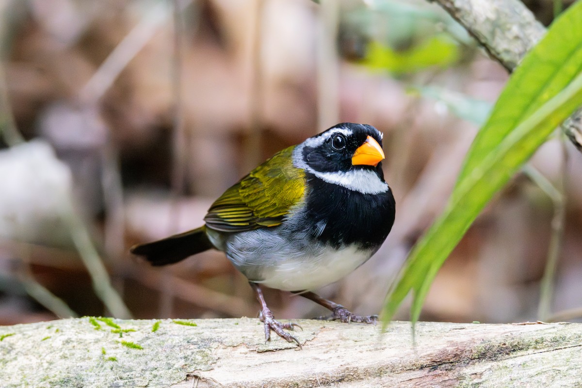 Orange-billed Sparrow - Victoria Celis