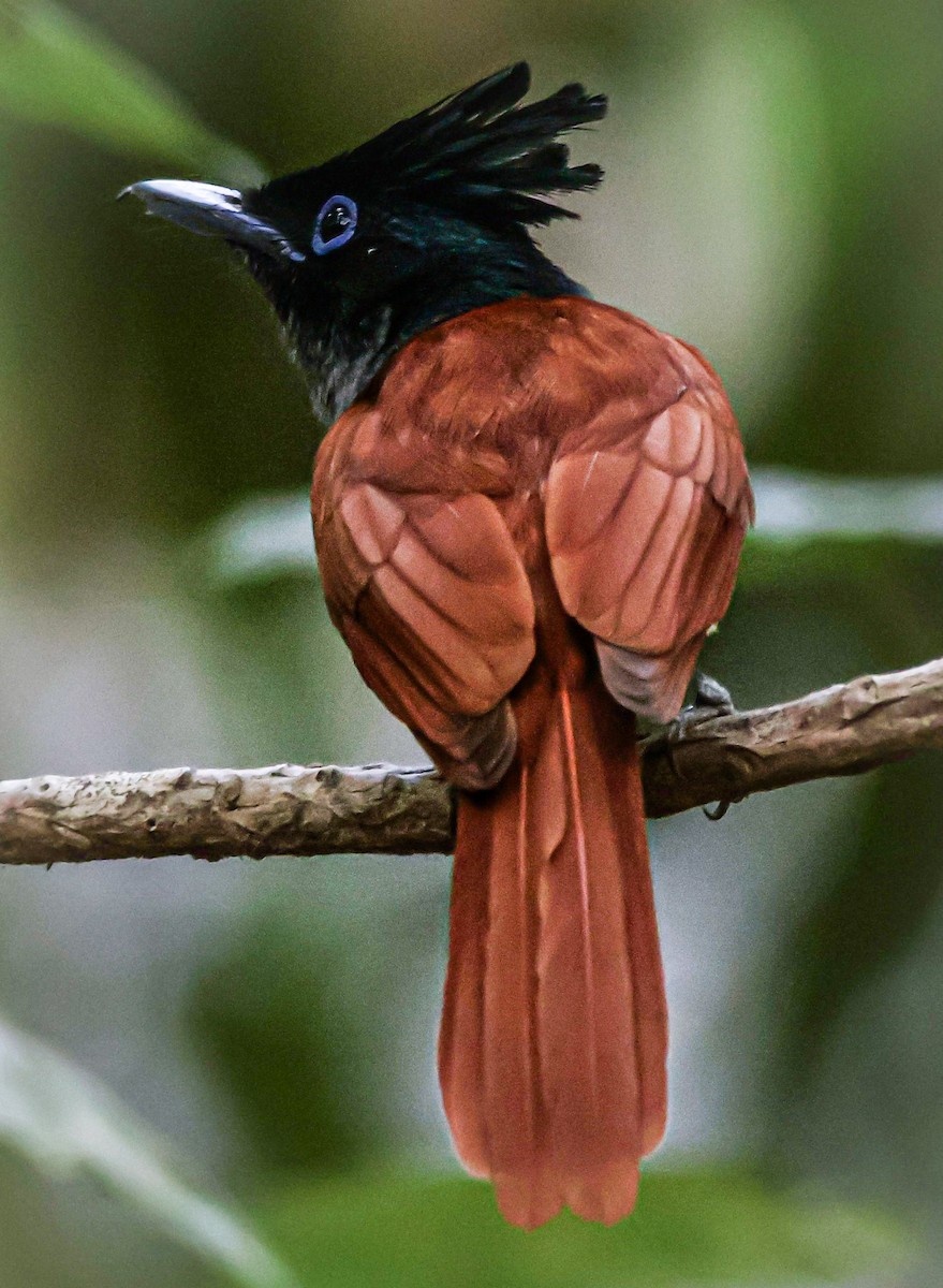 Indian Paradise-Flycatcher - Sanjay Gupta