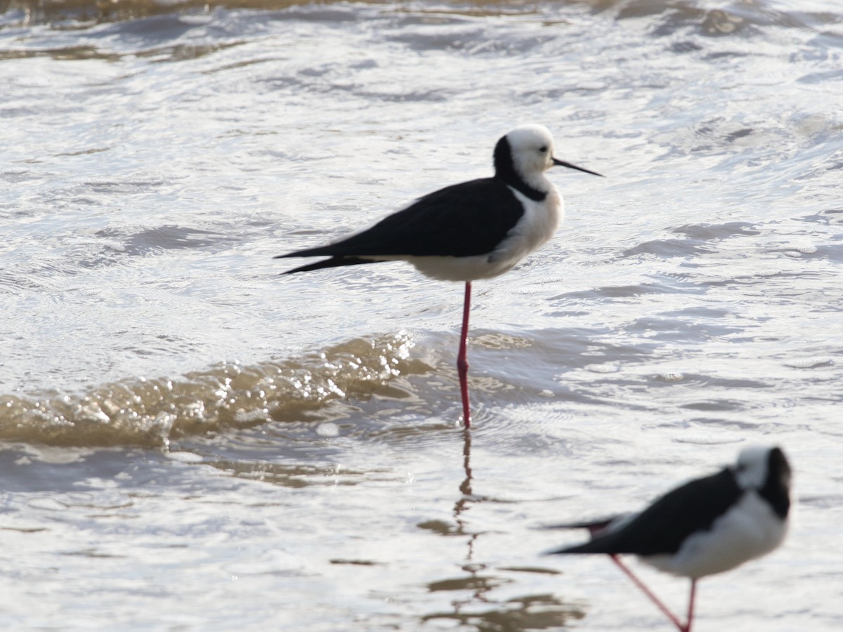 Pied Stilt - Helen Leonard