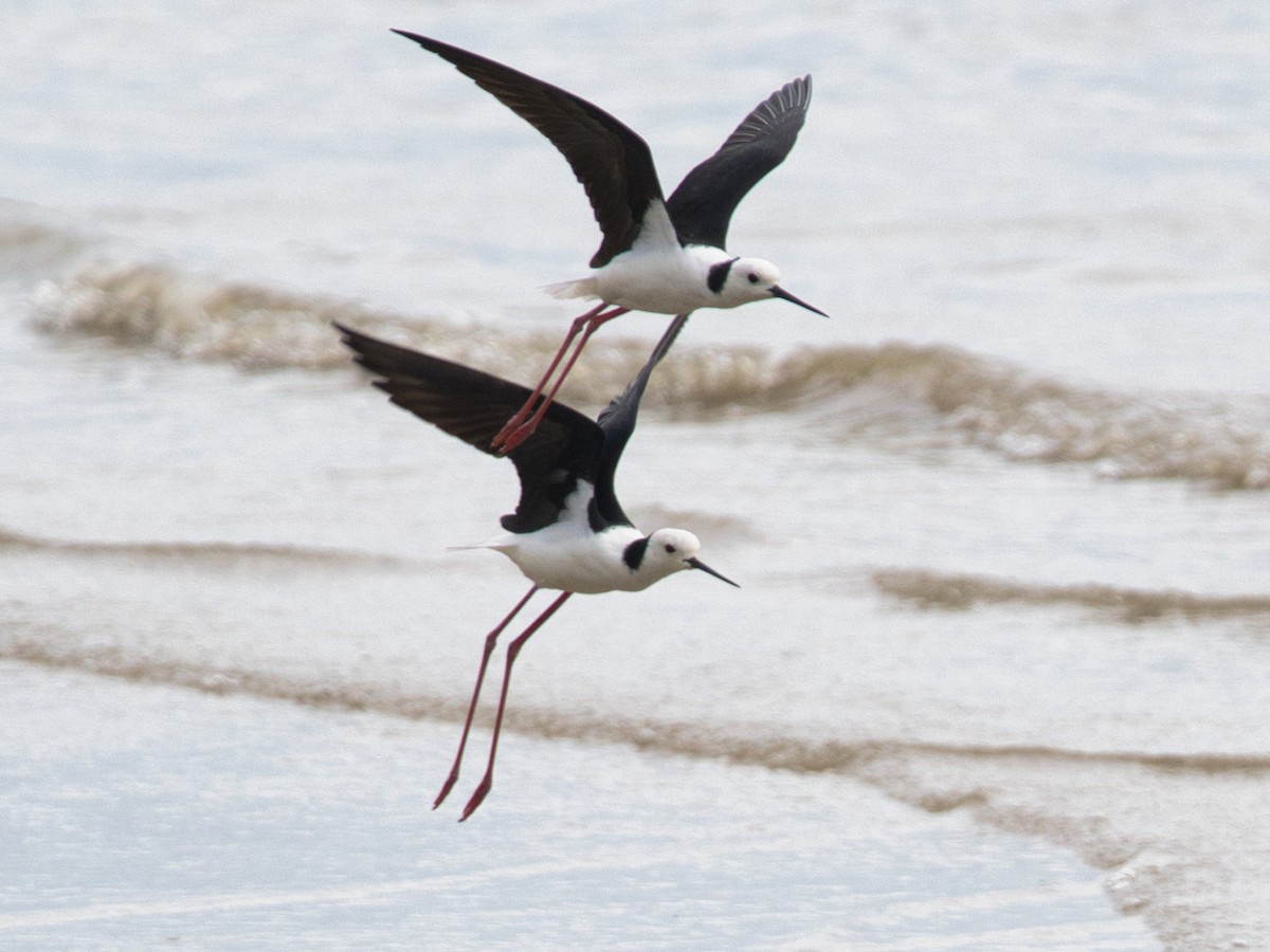 Pied Stilt - Helen Leonard