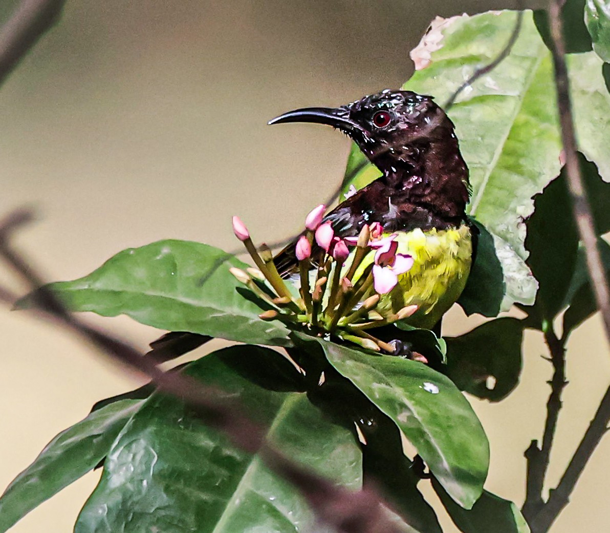 Purple-rumped Sunbird - Sanjay Gupta