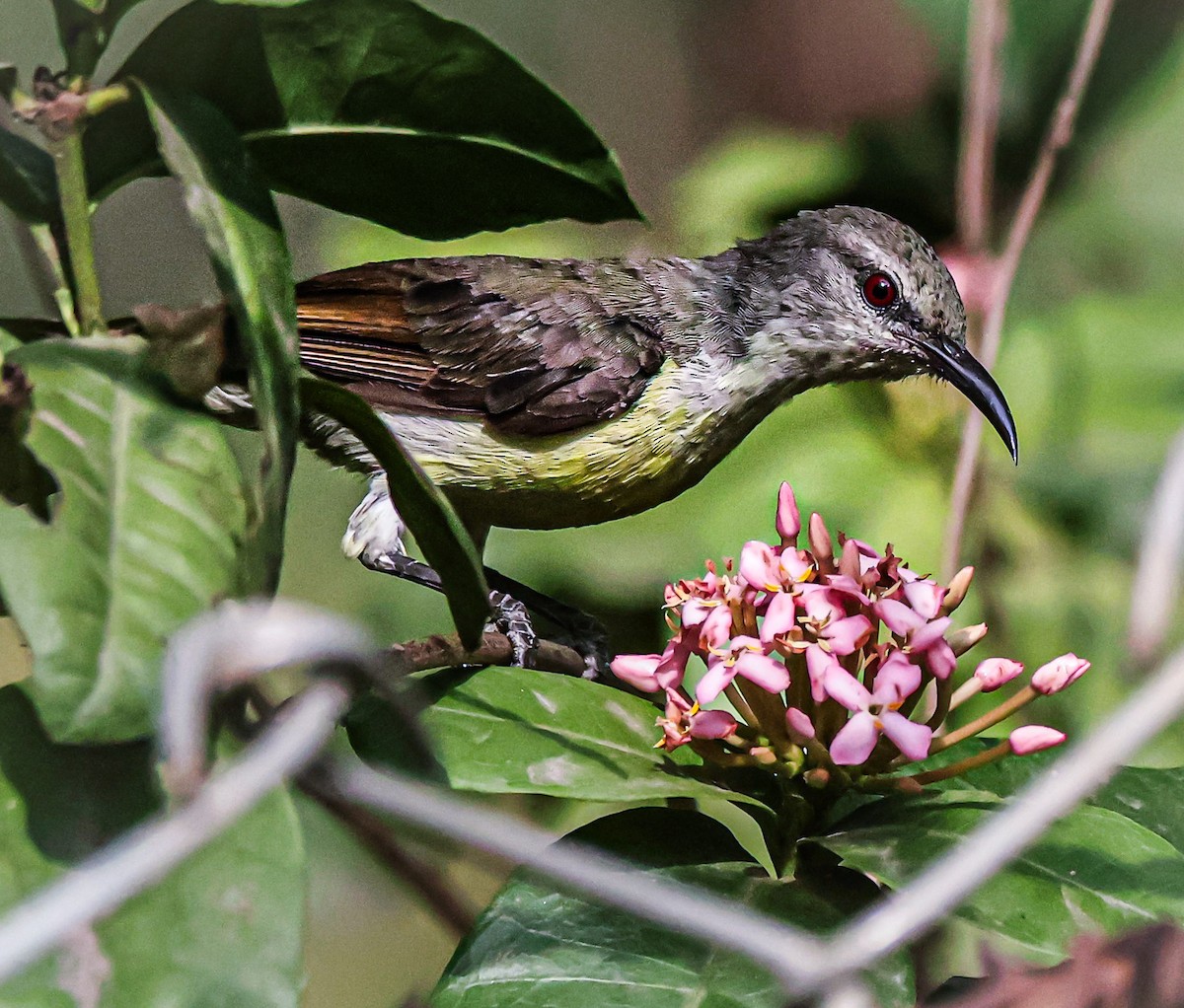 Purple-rumped Sunbird - Sanjay Gupta