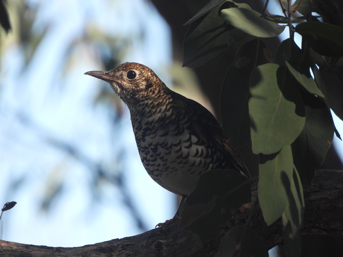 Bassian Thrush - ML619664040