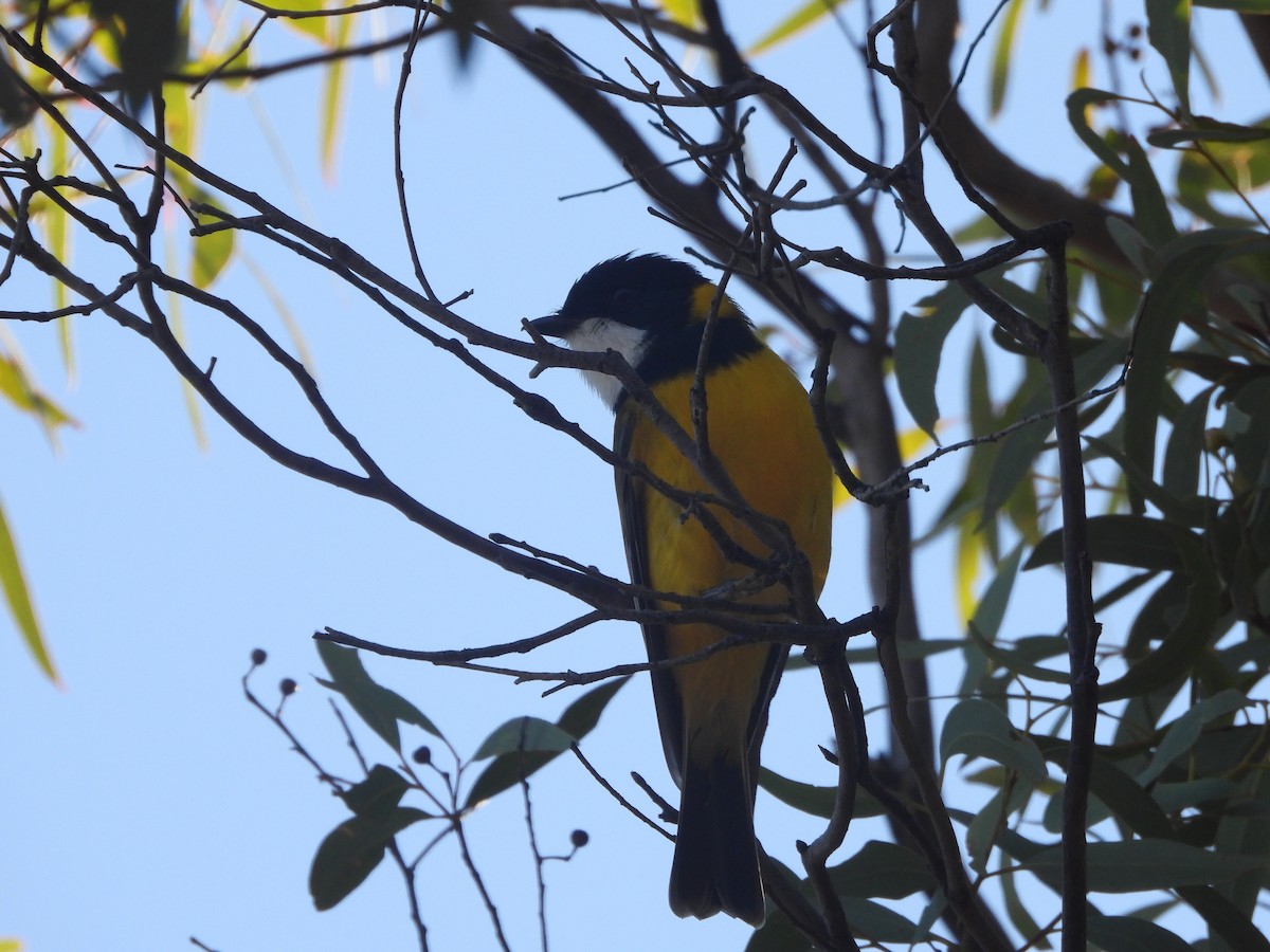 Golden Whistler - ML619664041