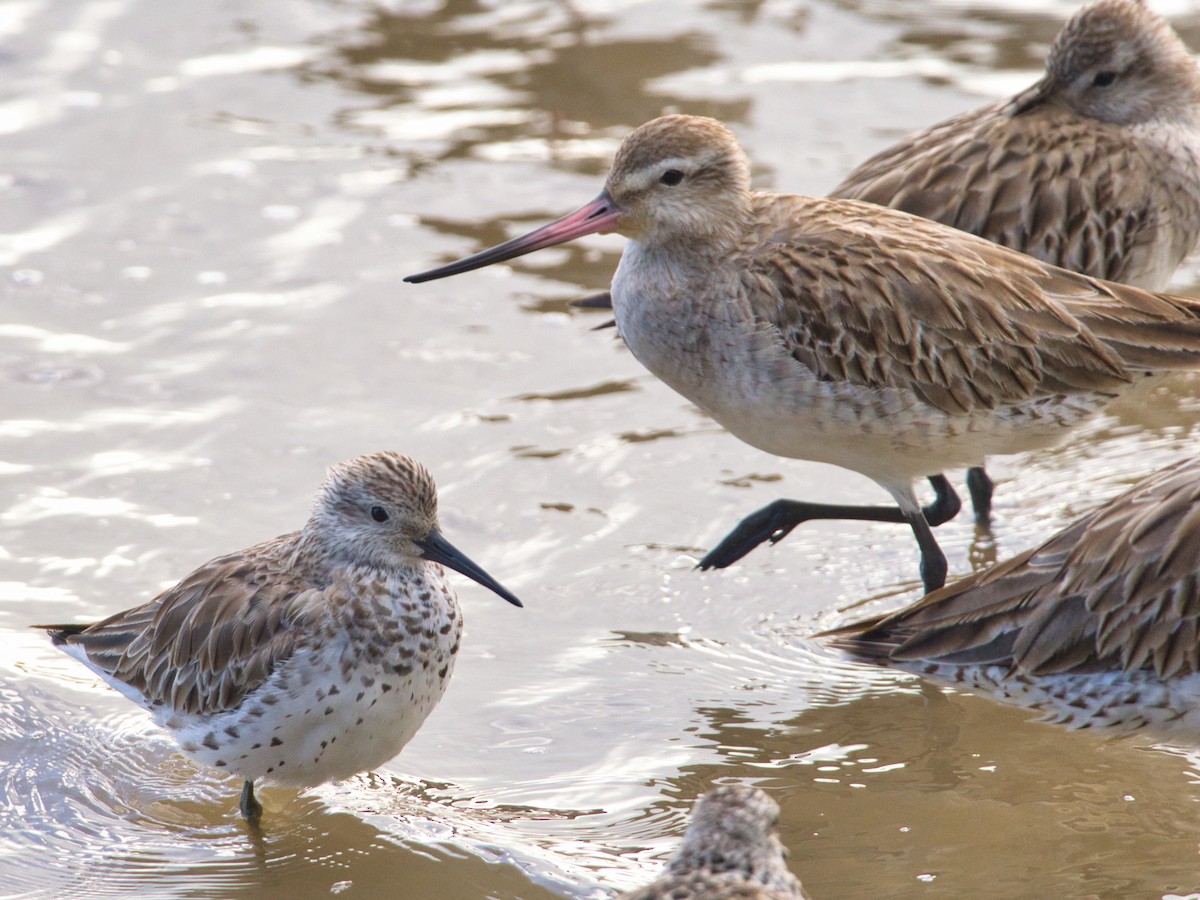 Bar-tailed Godwit - Helen Leonard